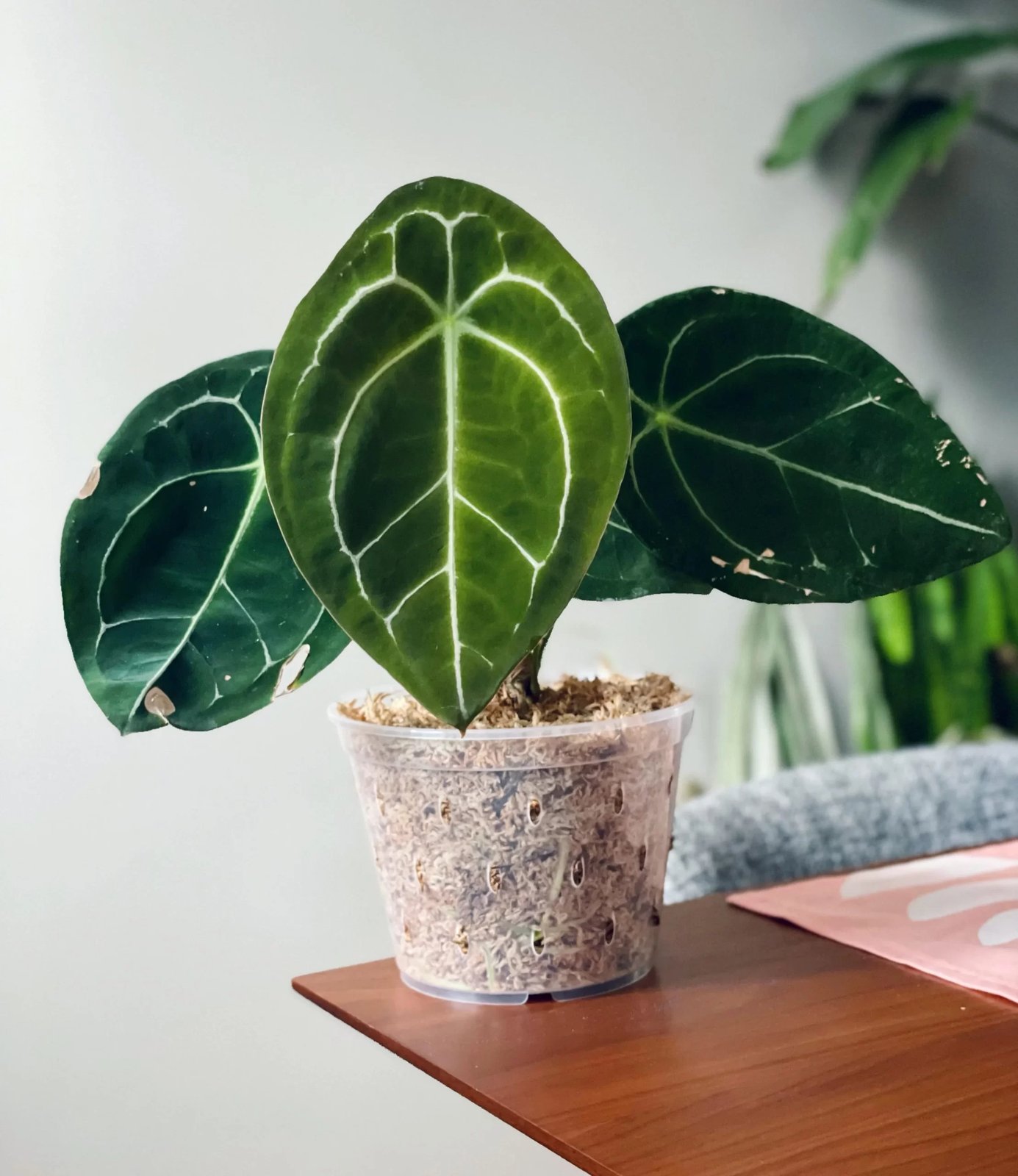 Anthurium Forgetii 3