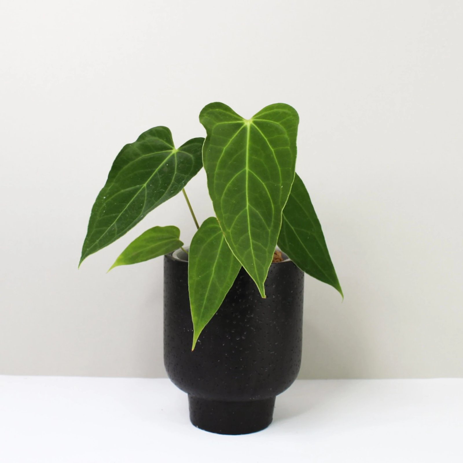 Anthurium Papillilaminum