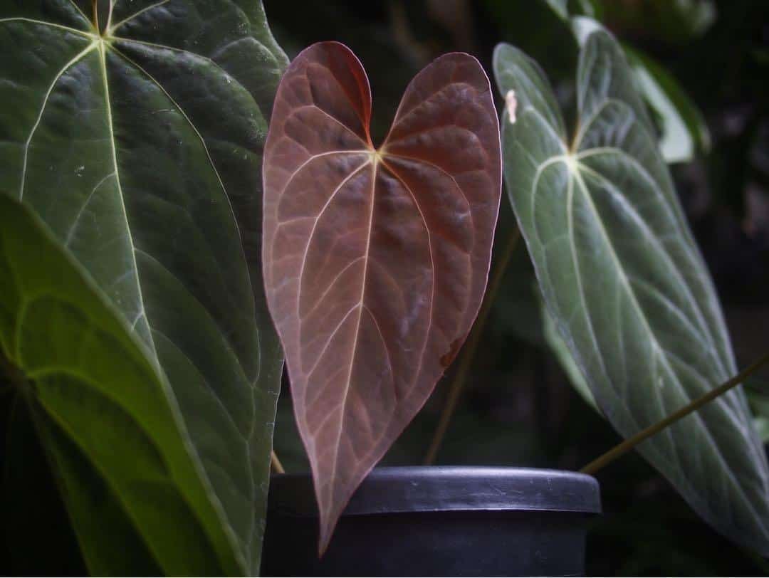 Anthurium Papillilaminum 2