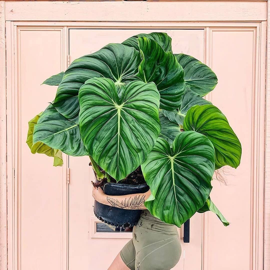 Philodendron Pastazanum