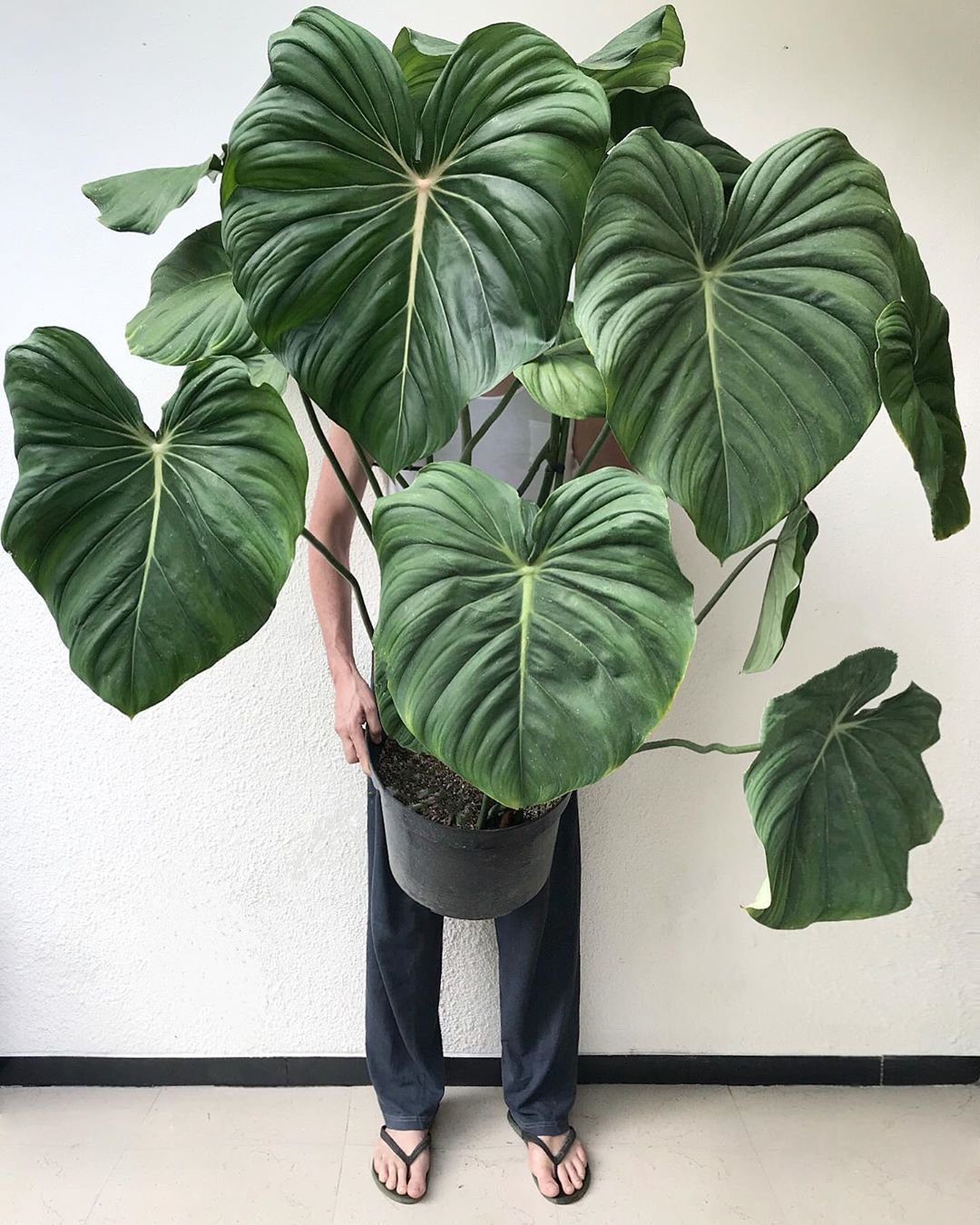 Philodendron Pastazanum 3