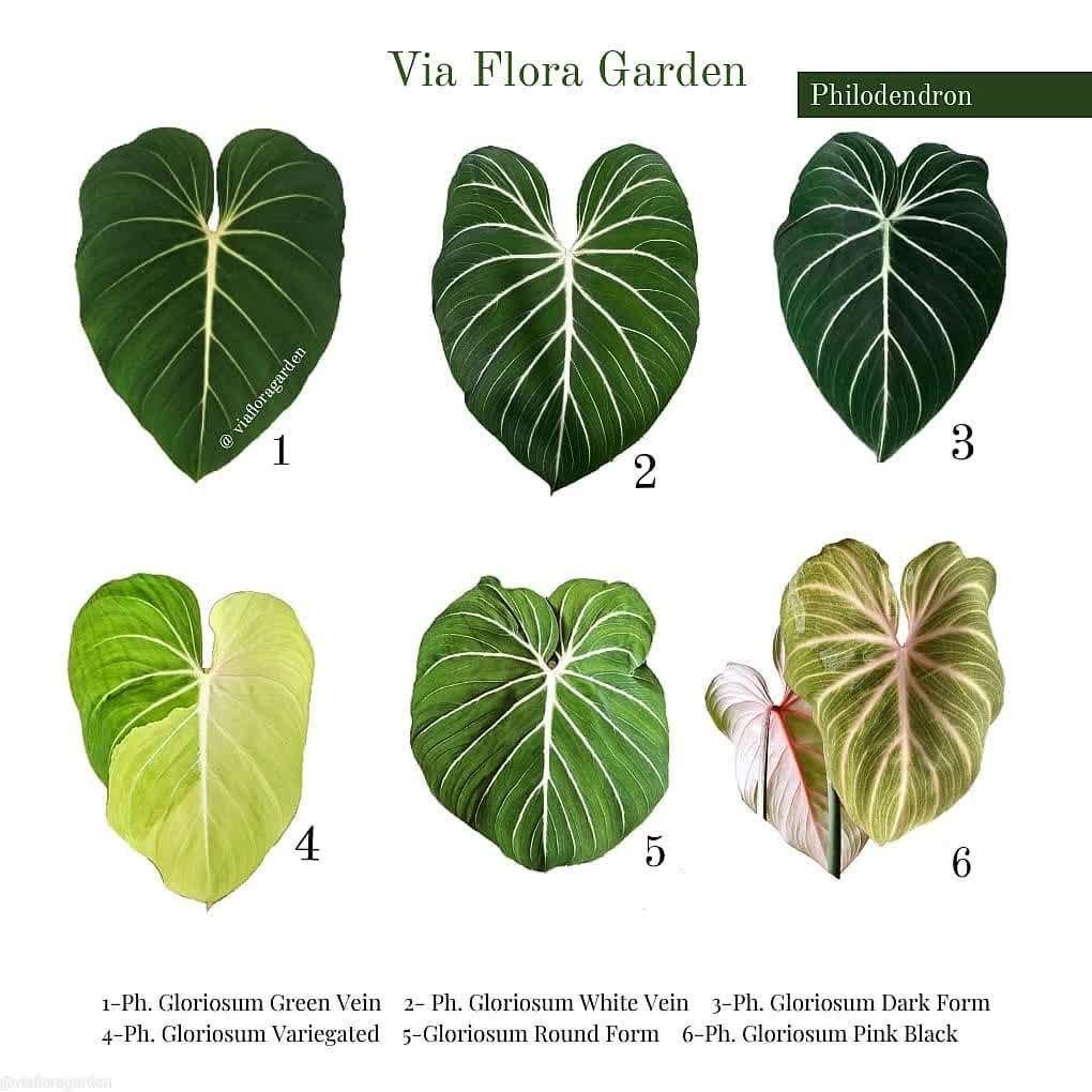 Philodendron Gloriosum 3