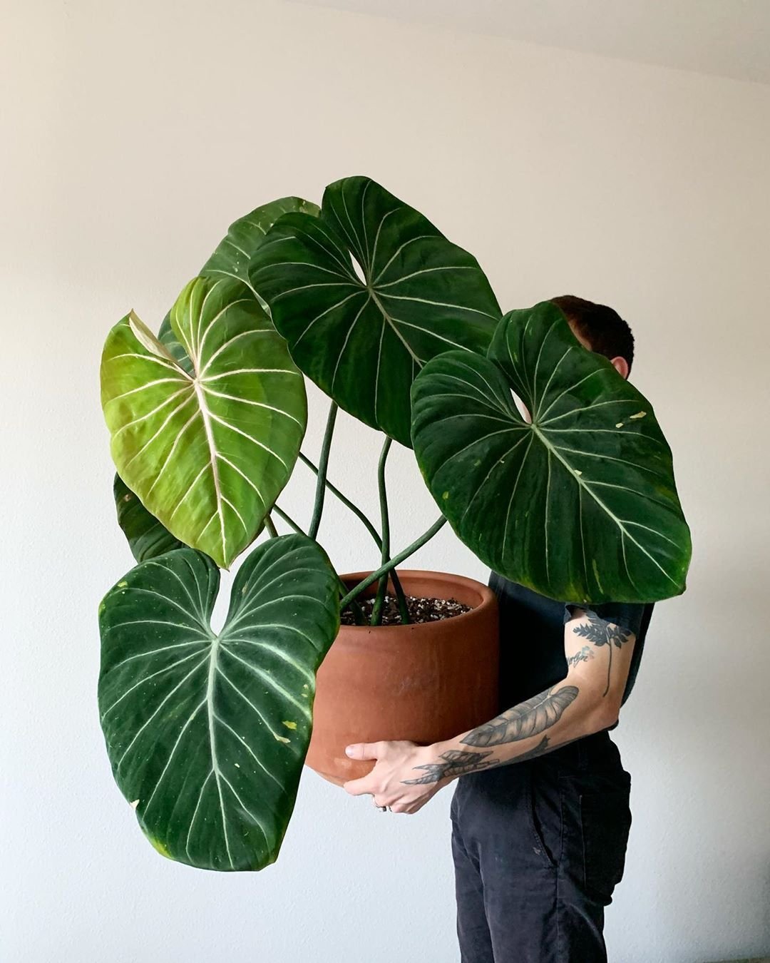 Philodendron Gloriosum