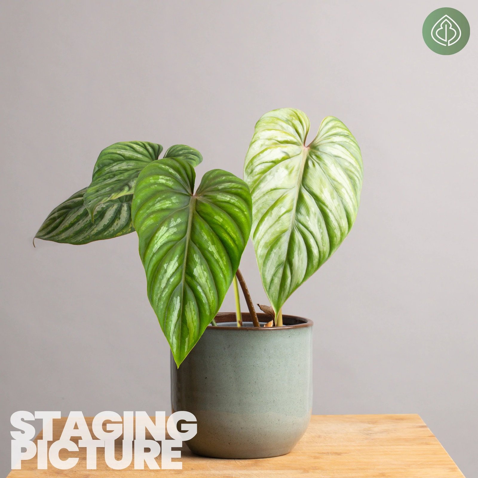 Philodendron Plowmanii (Narrow) 3