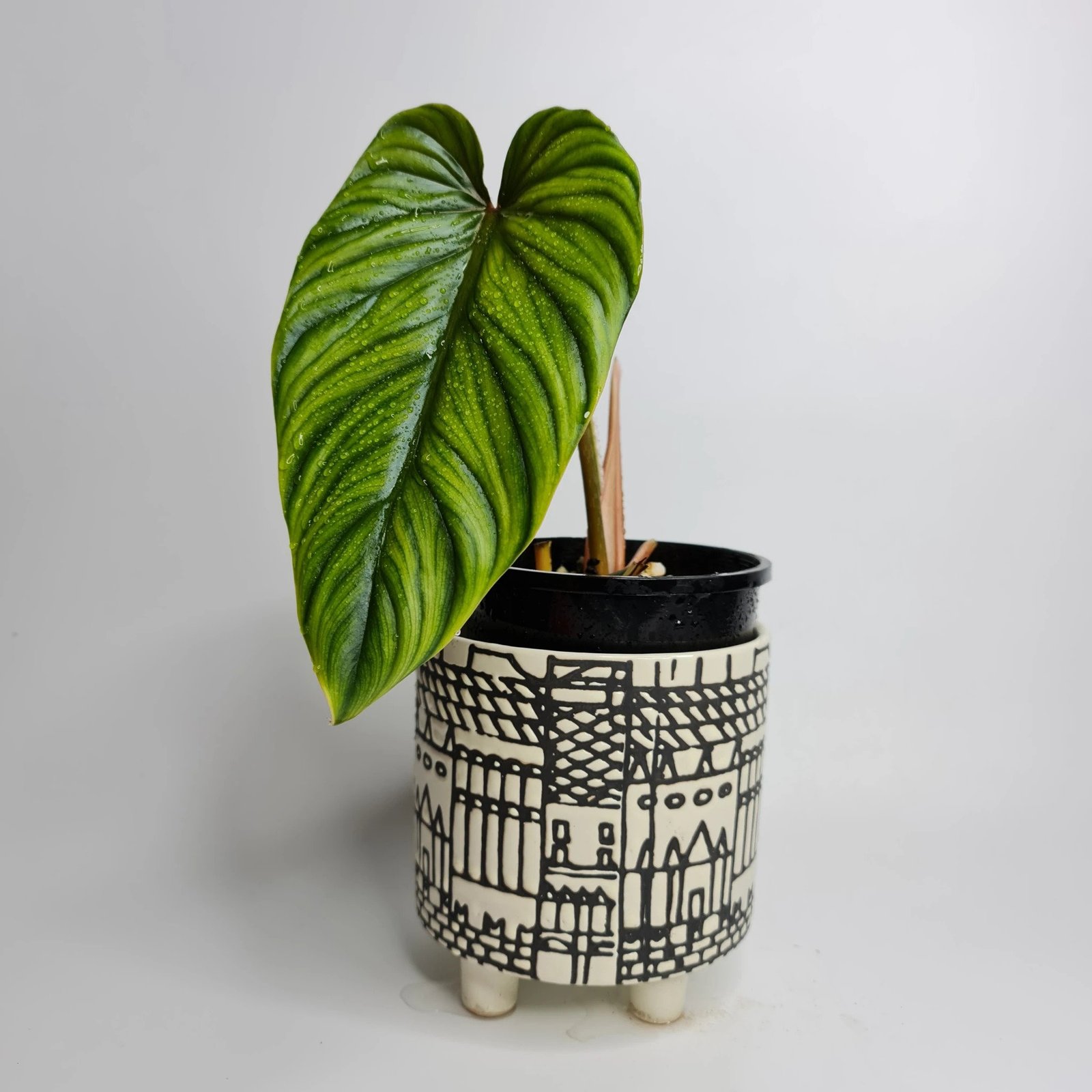 Philodendron Plowmanii (Narrow)