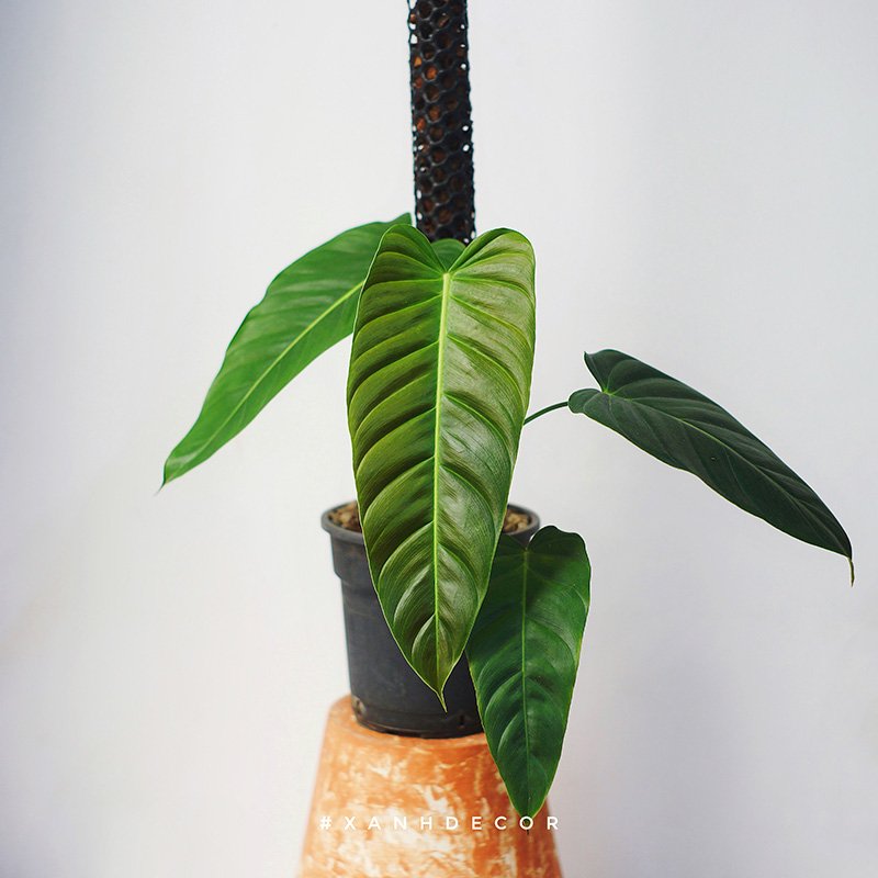 Philodendron Esmeraldense (Narrow)