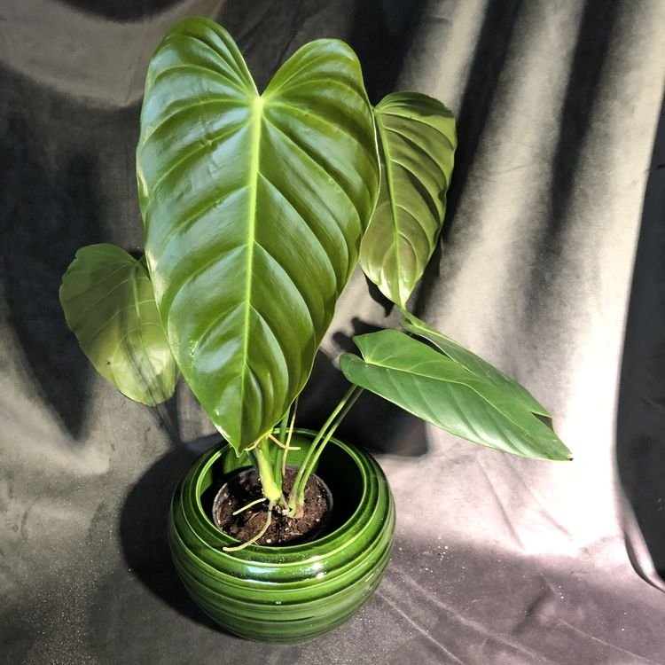 Philodendron Esmeraldense (Narrow) 2
