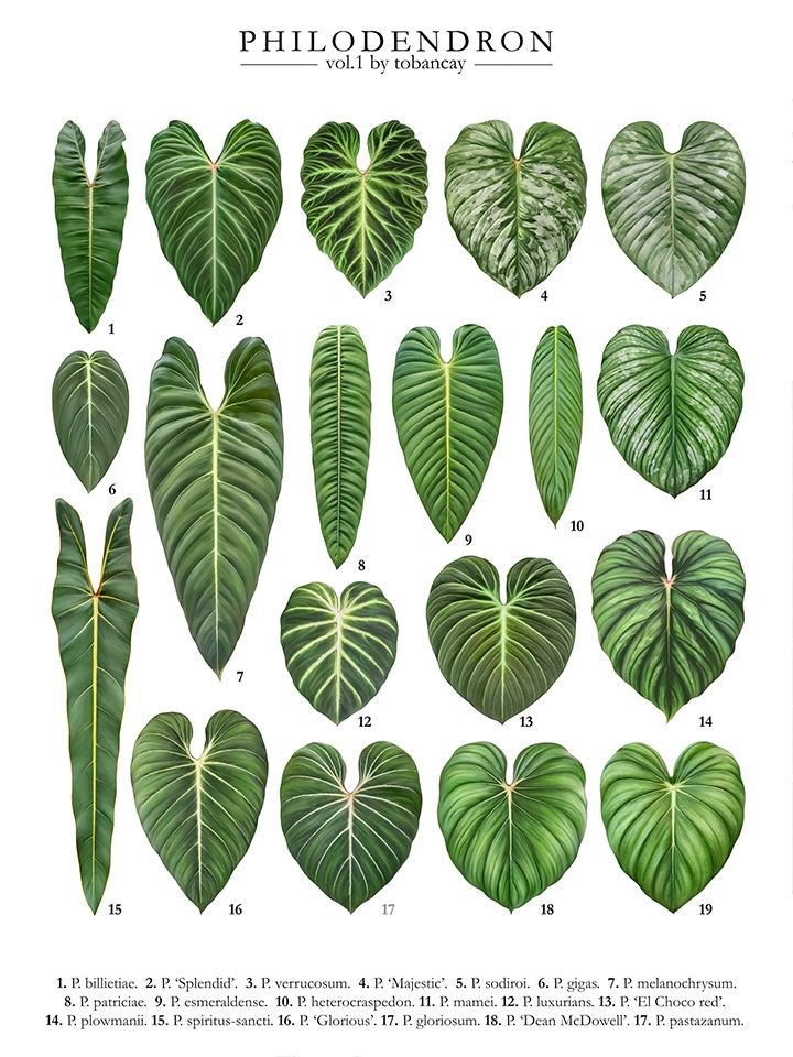 Philodendron Melanochrysum 2