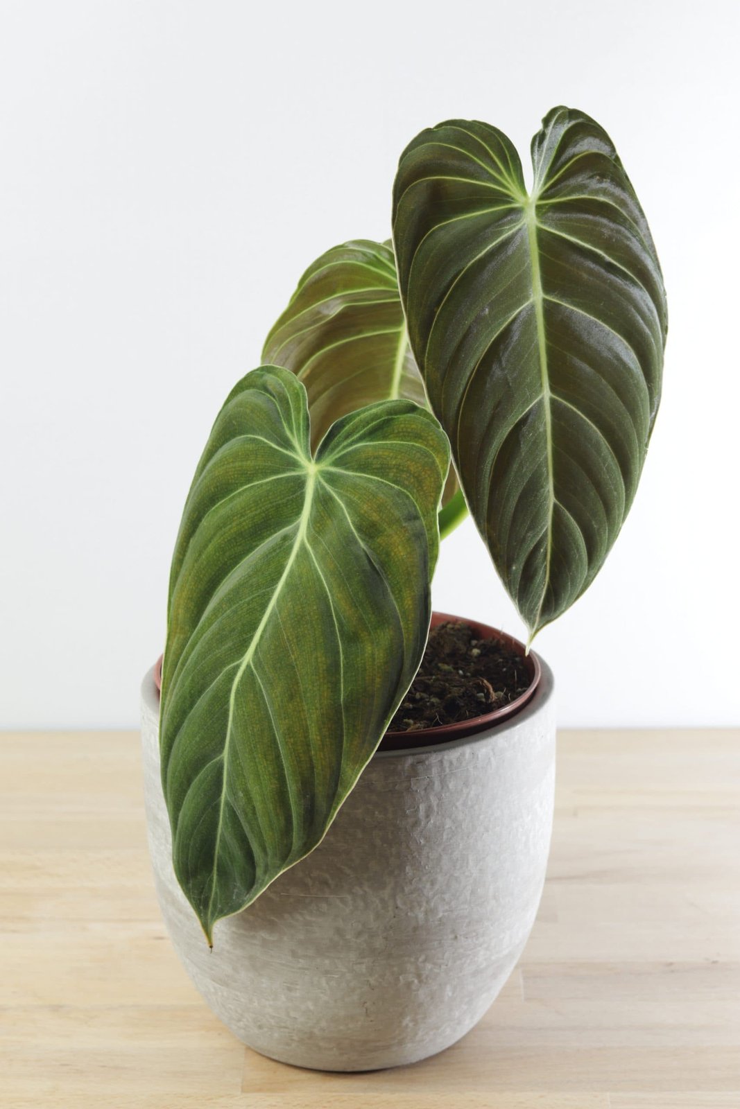Philodendron Melanochrysum 3