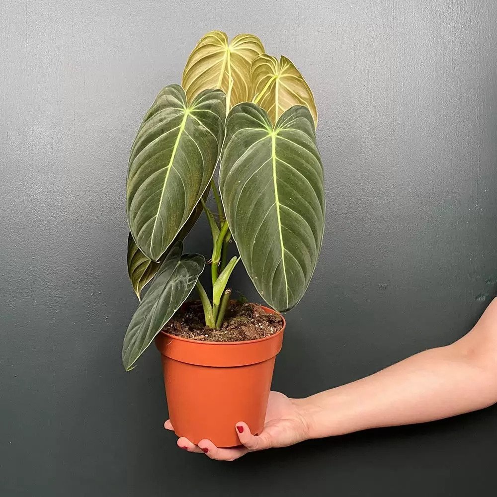 Philodendron Melanochrysum