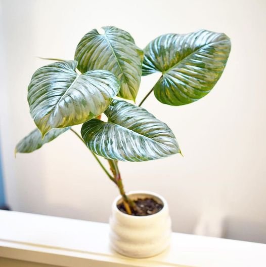 Philodendron Sodiroi
