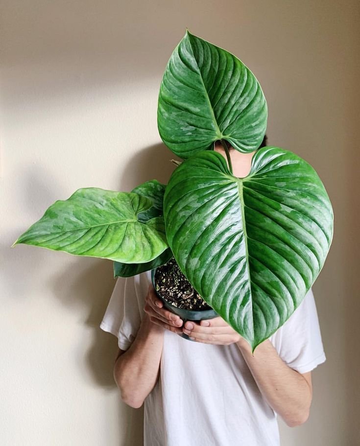 Philodendron Sodiroi 2
