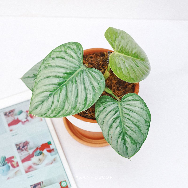 Philodendron Sodiroi 3