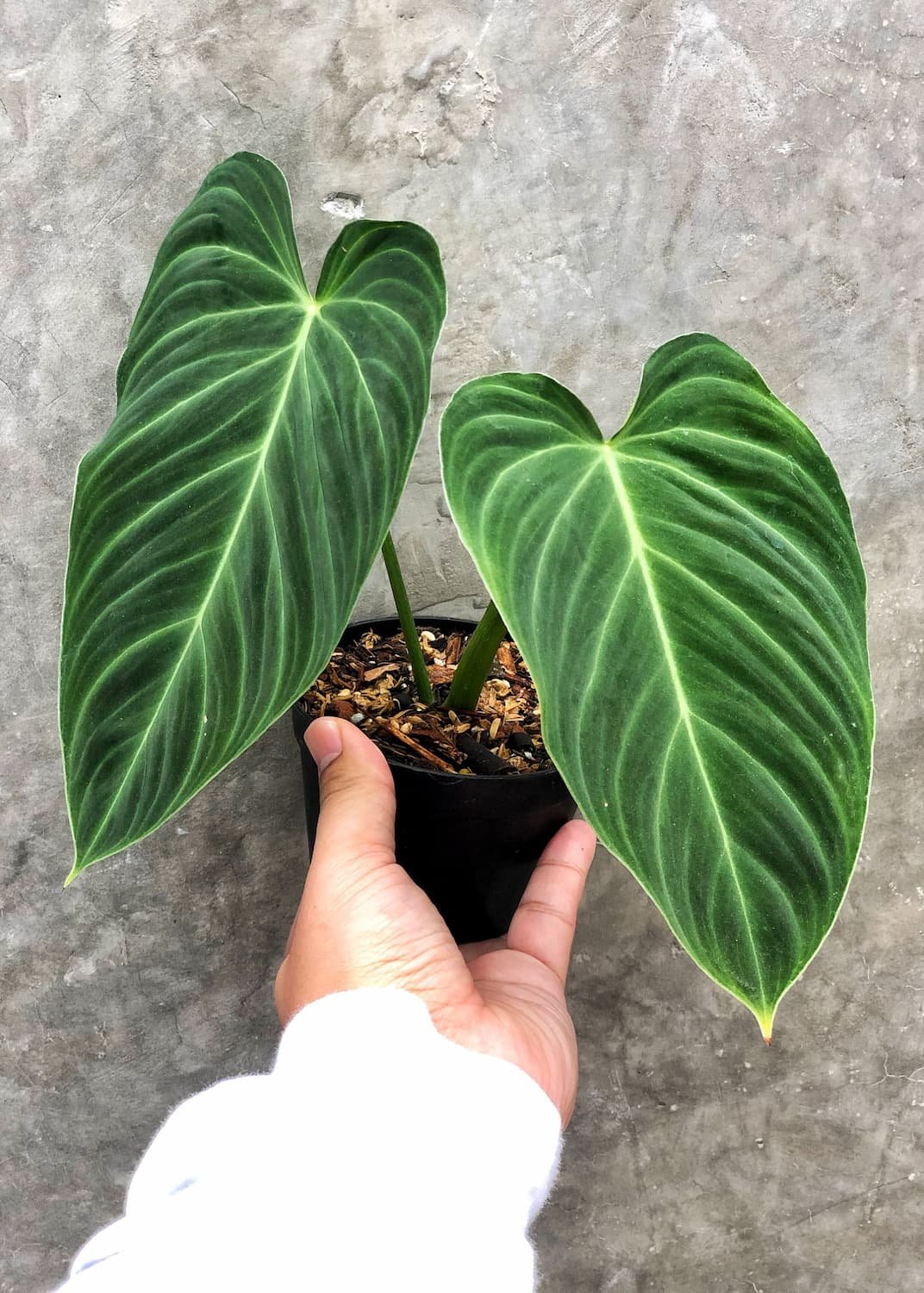 Philodendron Splendid 2