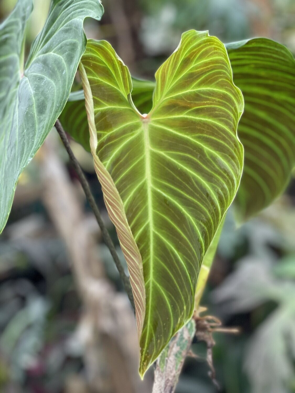 Philodendron Splendid 3