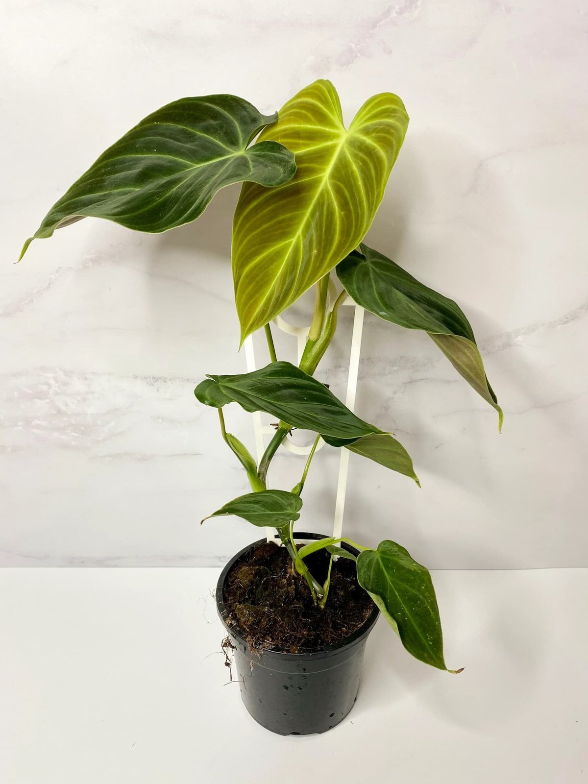 Philodendron Splendid
