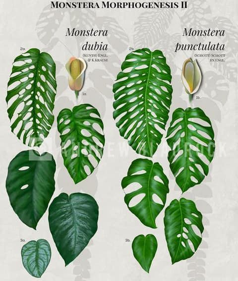 Monstera Dubia 3