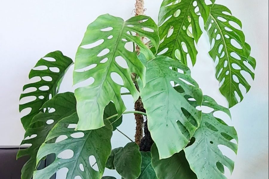Monstera Dubia
