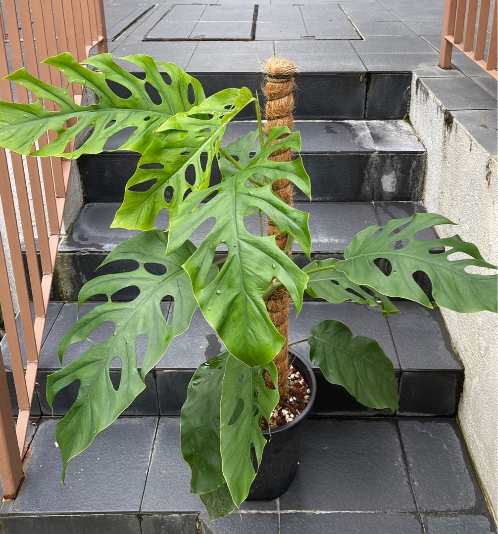 Monstera Dubia 2