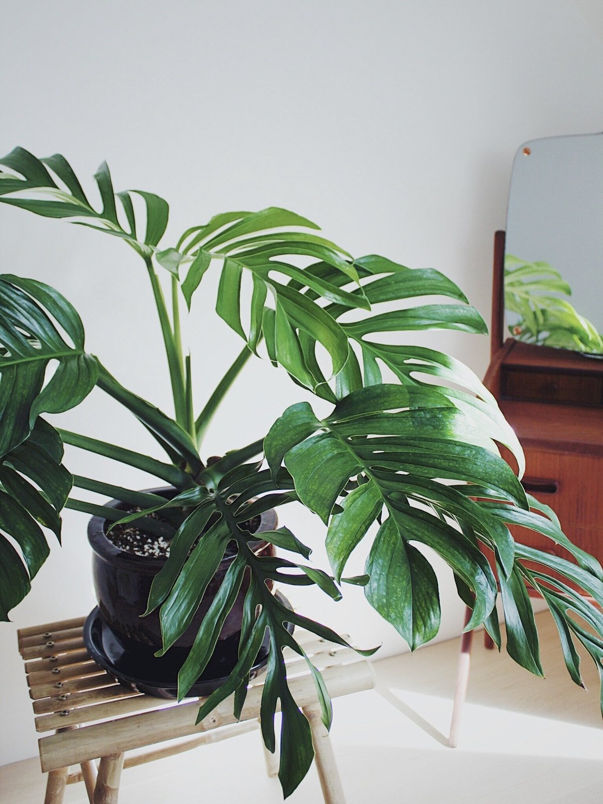 Monstera Pinnatipartita 2