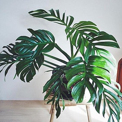 Monstera Pinnatipartita