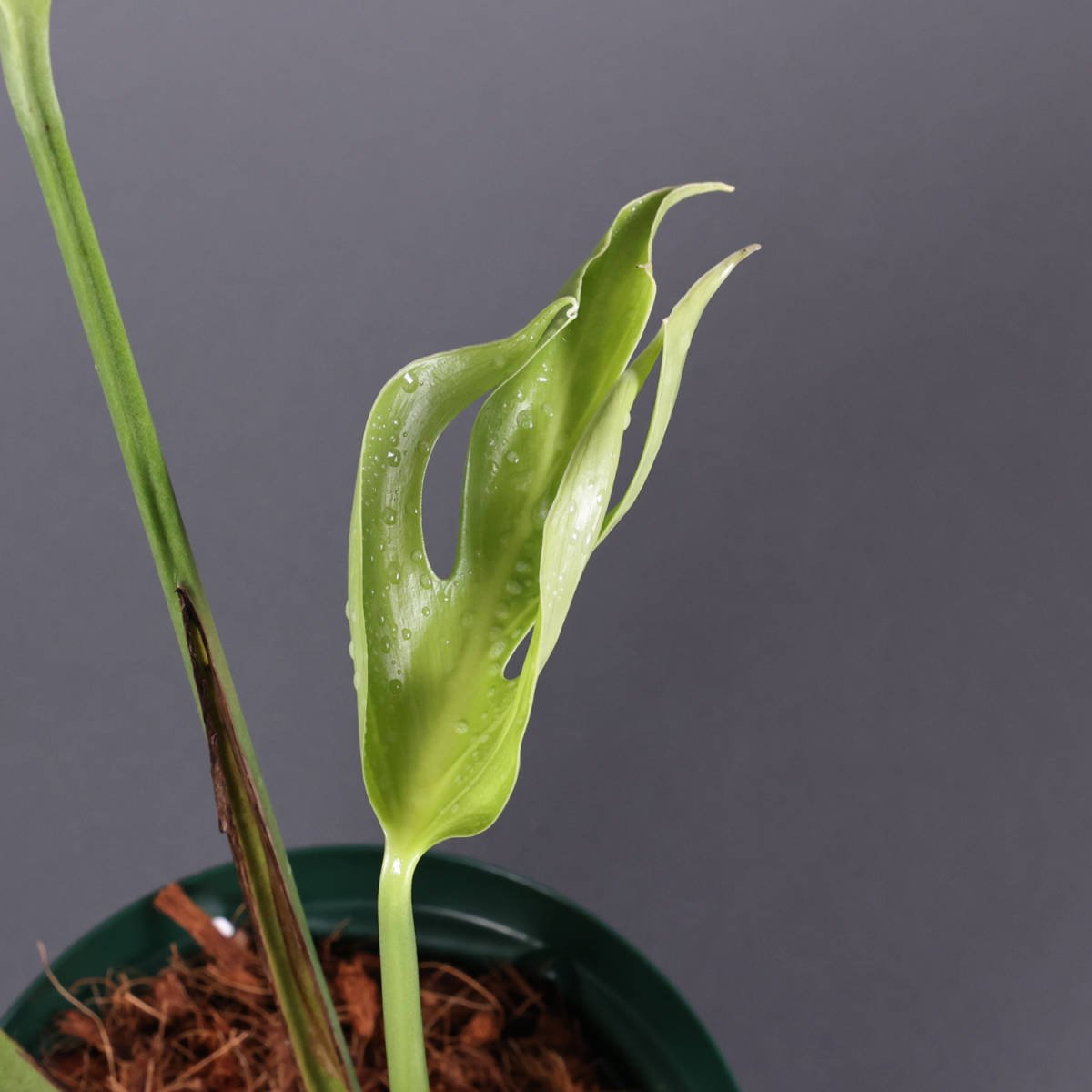 Monstera Burle Marx Flame (Monstera Form 8) 3