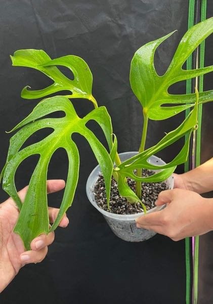 Monstera Burle Marx Flame (Monstera Form 8) 2