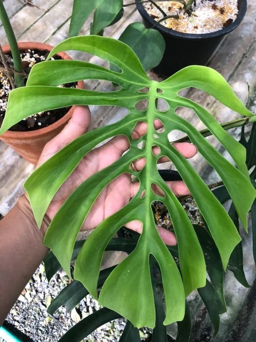 Monstera deliciosa var. Sierrana 3