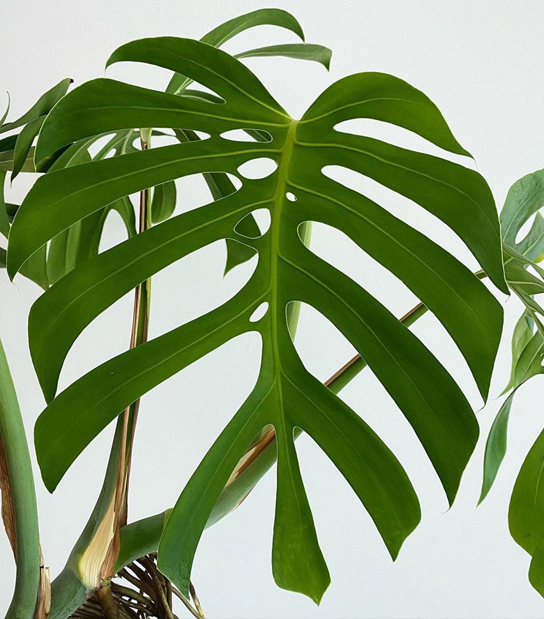 Monstera deliciosa var. Sierrana