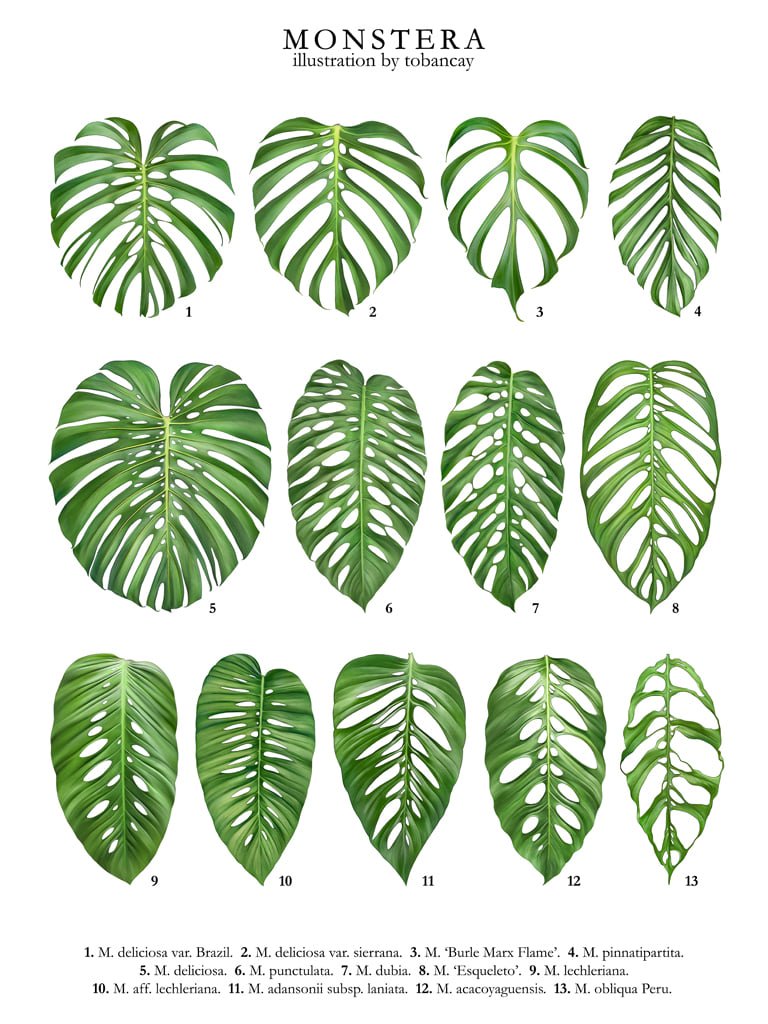 Monstera deliciosa var. Sierrana 2