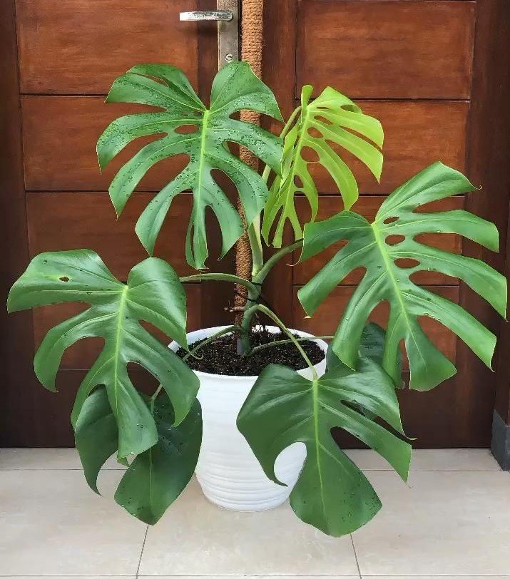 Monstera Deliciosa Brazil form (Monstera Form 6) 3