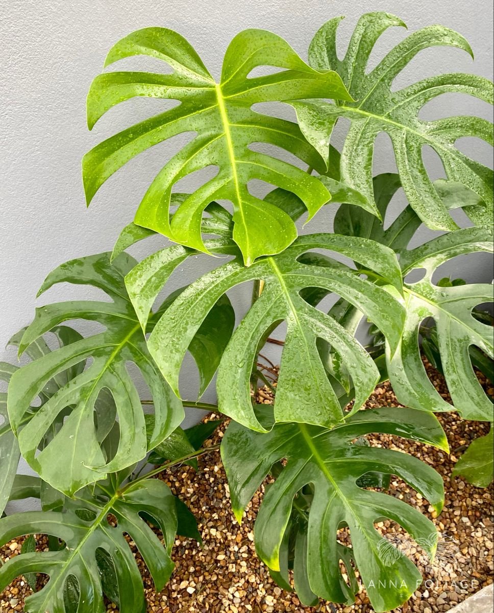 Monstera Deliciosa Brazil form (Monstera Form 6)