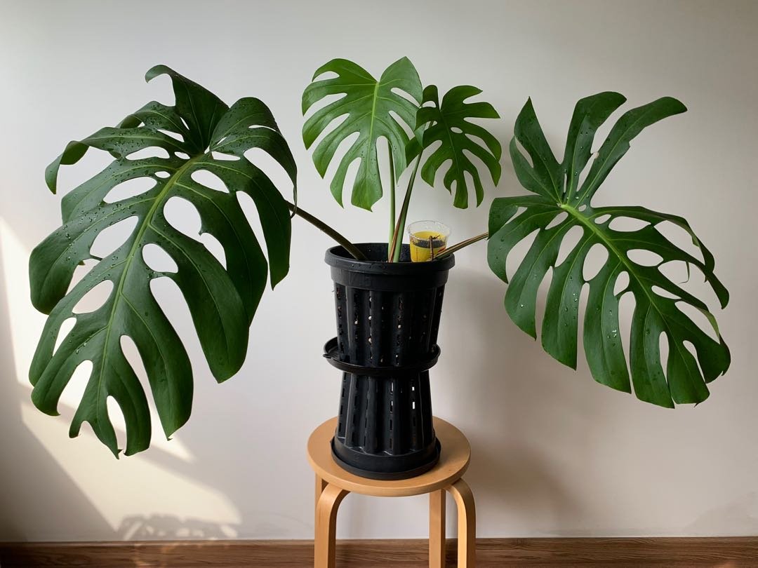 Monstera Deliciosa Brazil form (Monstera Form 6) 2