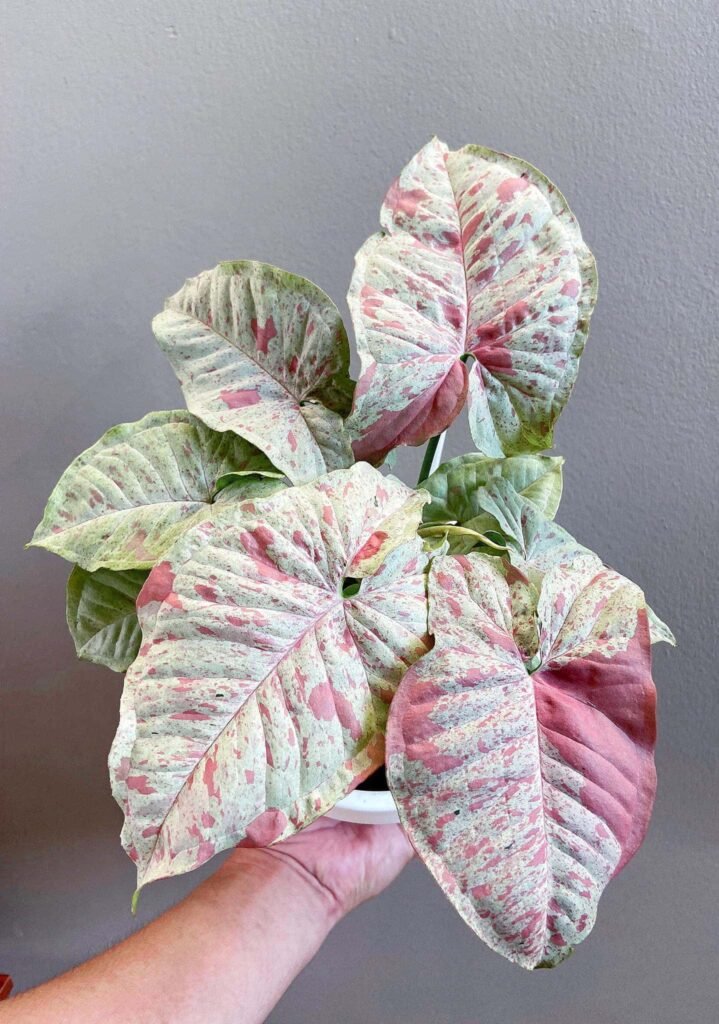 Syngonium Pink Milk Confetti