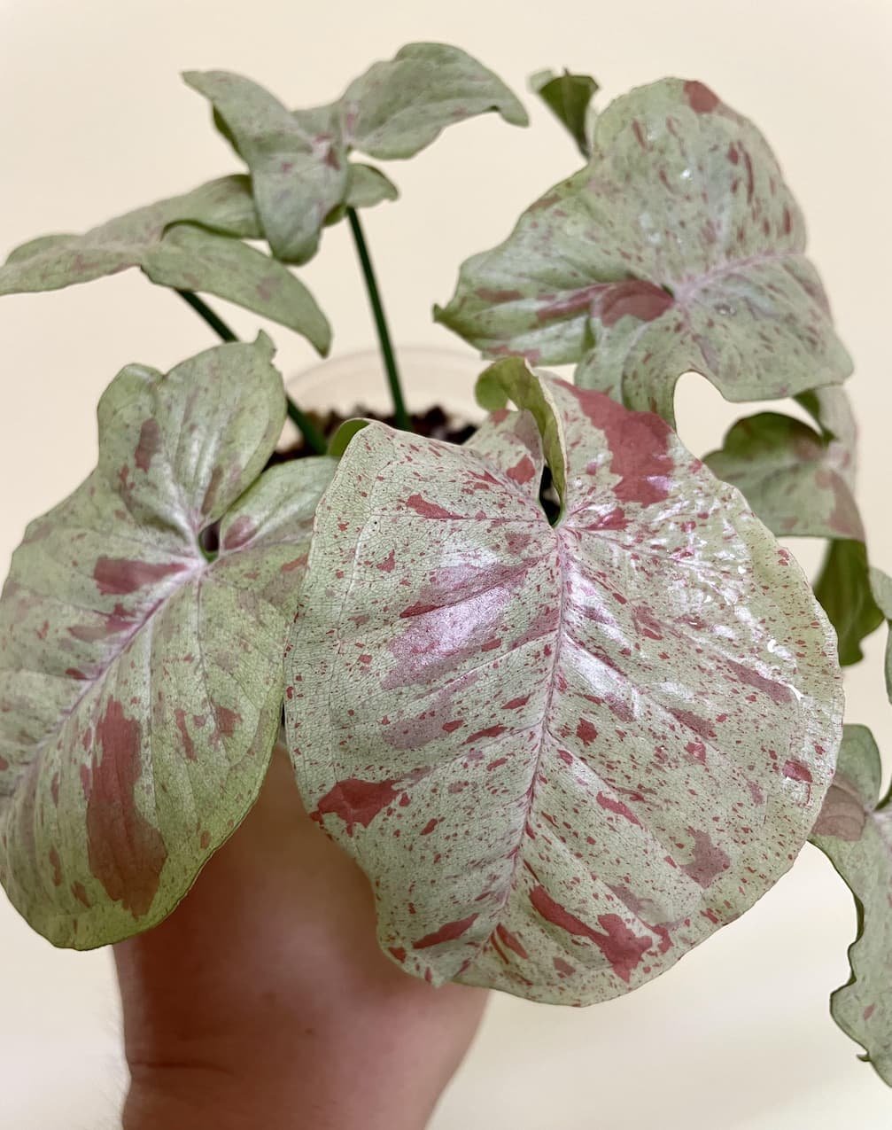 Syngonium Pink Milk Confetti 3