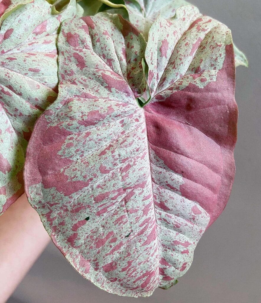 Syngonium Pink Milk Confetti 2