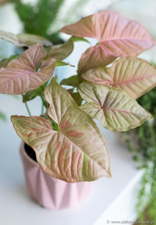 Syngonium Pink Spot