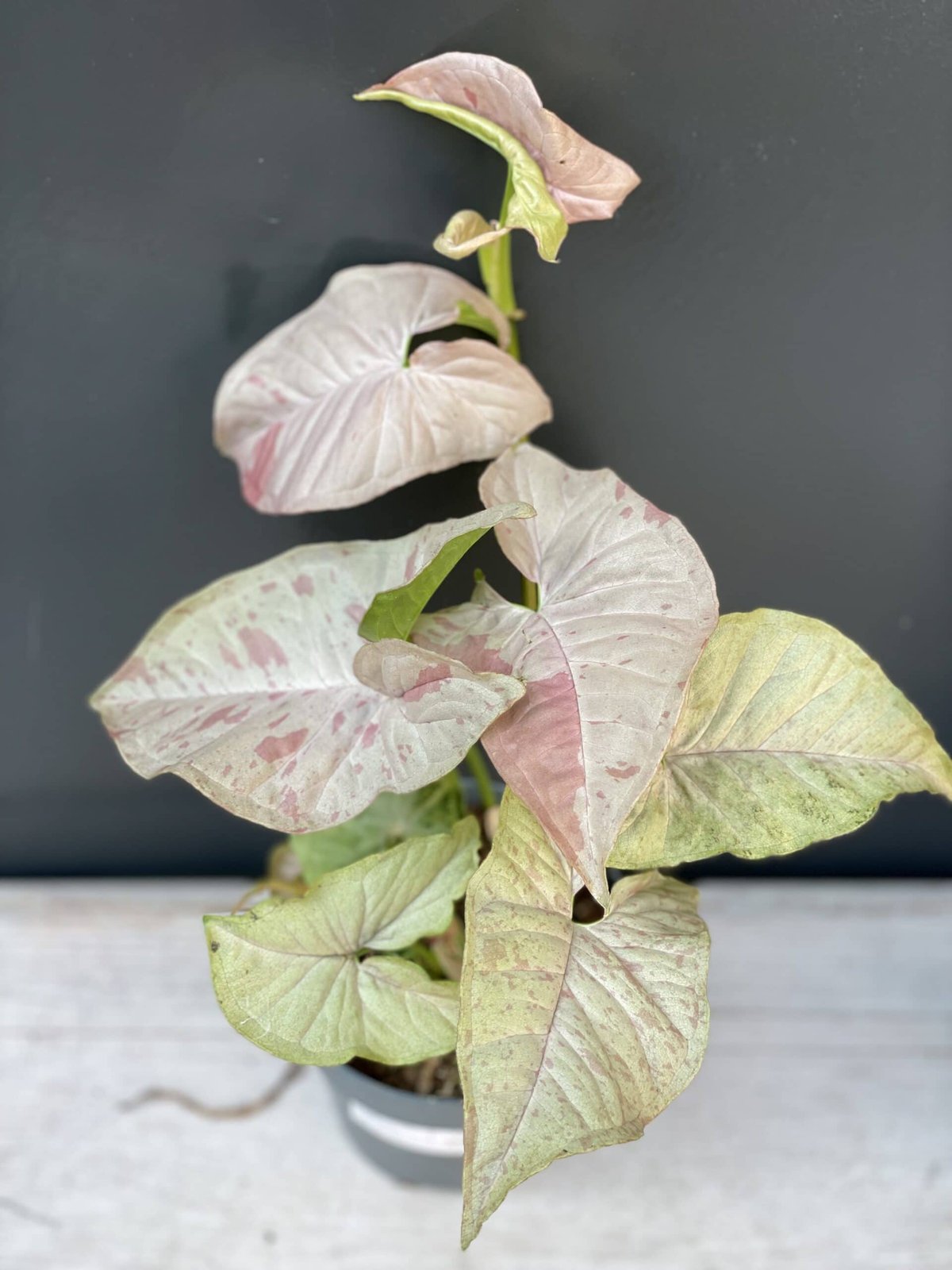Syngonium Pink Spot 2