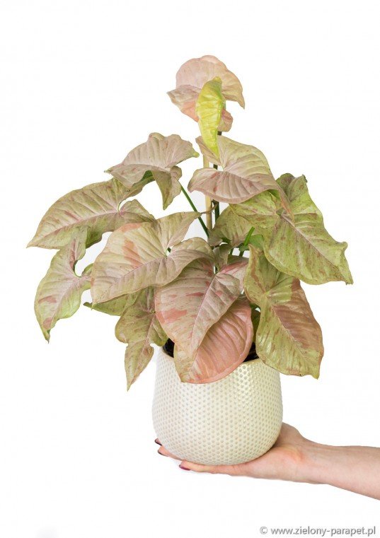 Syngonium Pink Spot 3