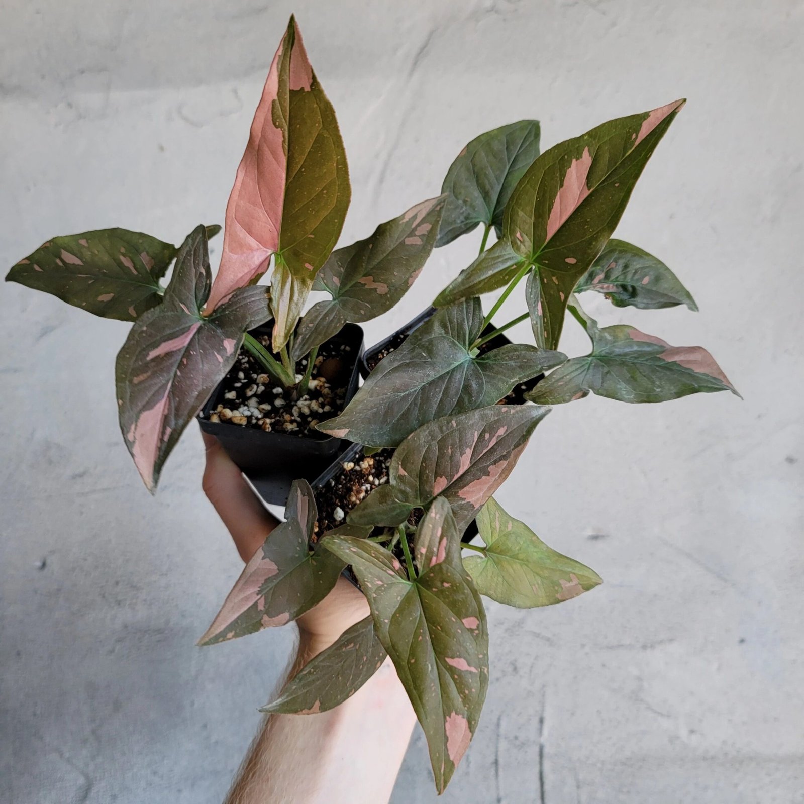 Syngonium Pink Splash 2
