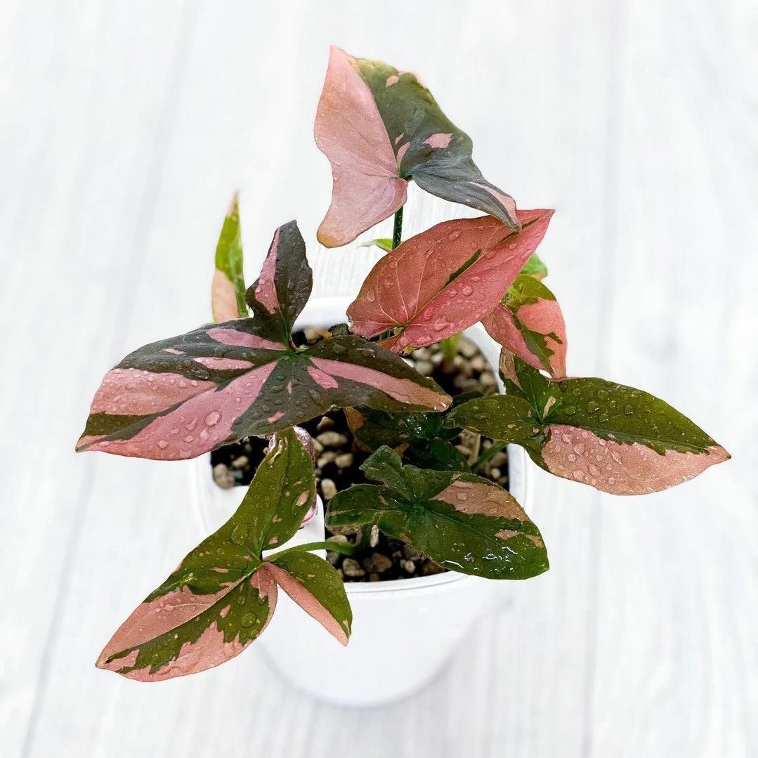 Syngonium Pink Splash