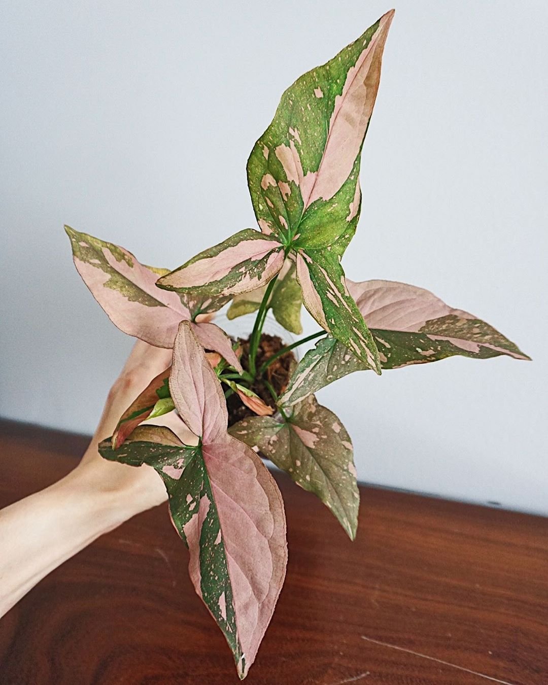 Syngonium Pink Splash 3