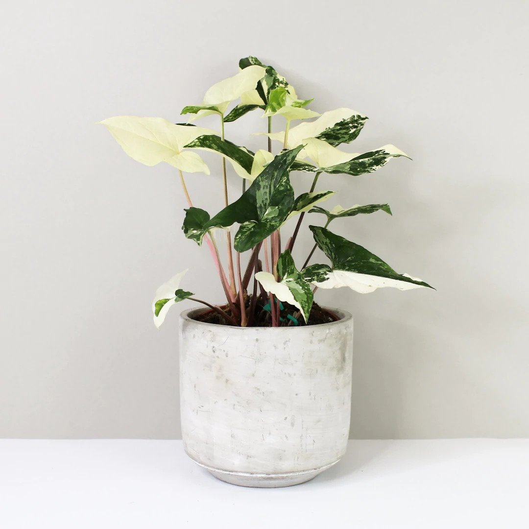 Syngonium Albo Variegated