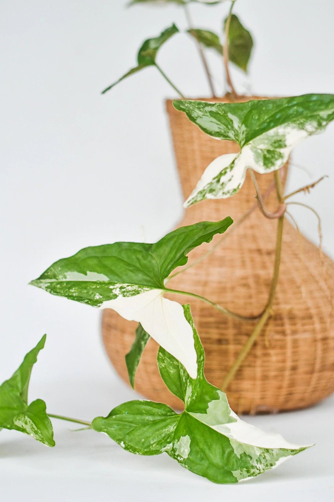Syngonium Albo Variegated 2