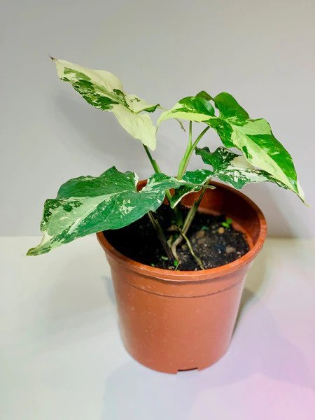 Syngonium Albo Variegated 3