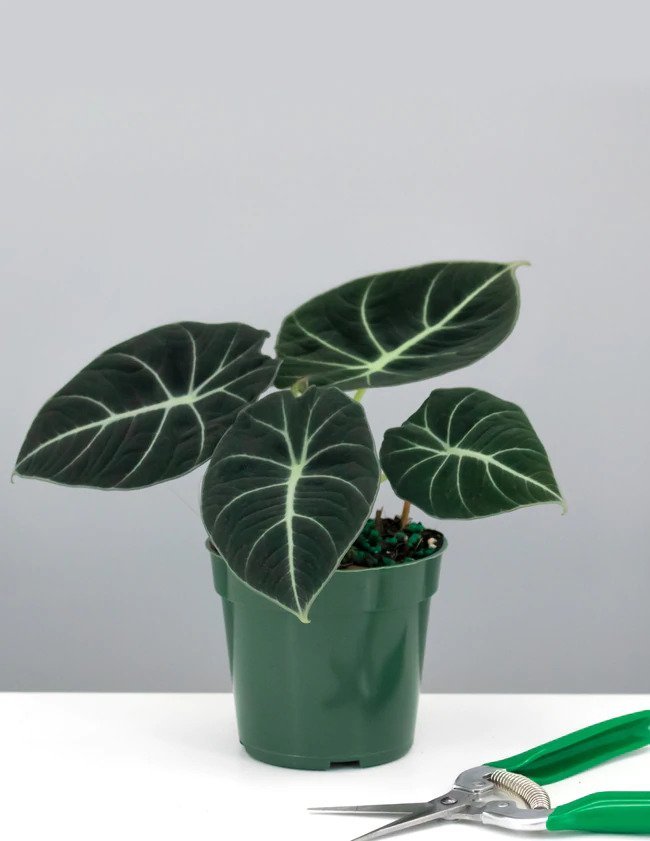Alocasia Reginula (Black Velvet) 3