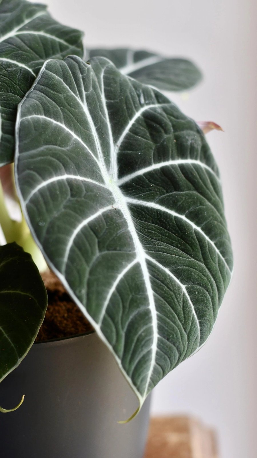 Alocasia Reginula (Black Velvet) 2