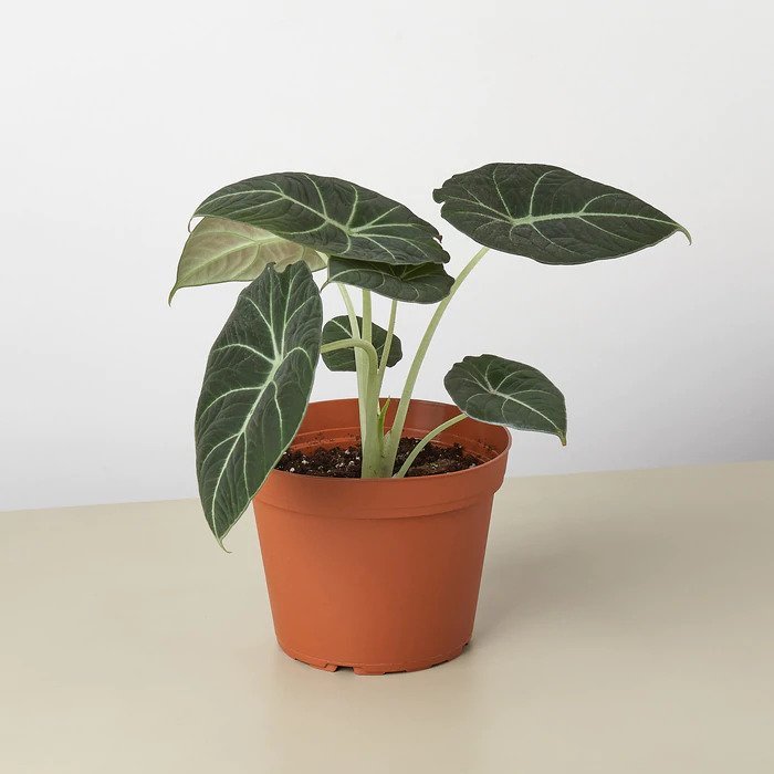Alocasia Reginula (Black Velvet)
