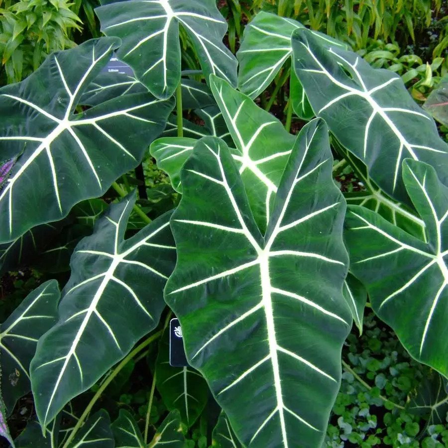 Alocasia Frydek 2
