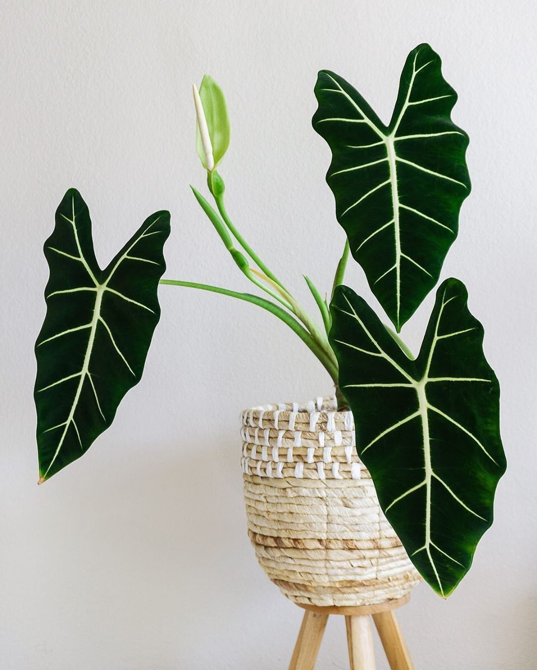 Alocasia Frydek 3
